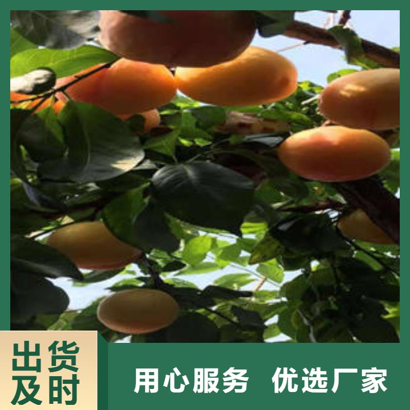 李子苗【山楂苗】库存量大