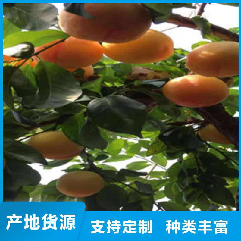 板栗苗视频-板栗苗_湖南省市场覆盖衡阳|永州|岳阳|湘潭|益阳|常德等