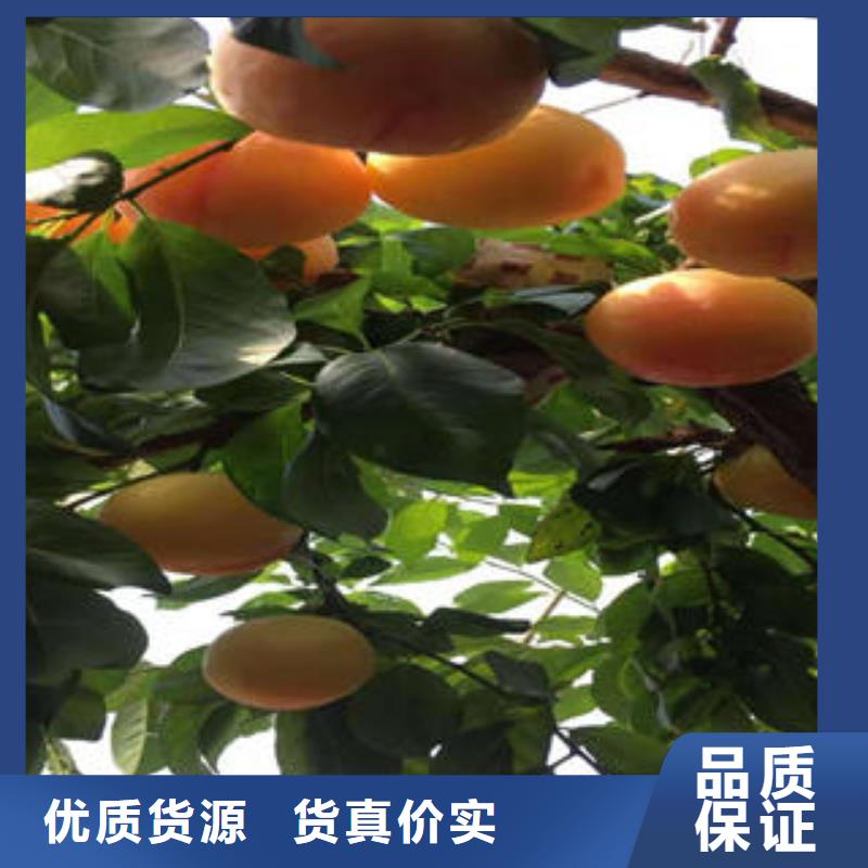板栗苗视频-四川省雅安市|天全|汉源|阿坝|内江|资阳|德阳|成都|乐山|眉山板栗苗-兴海