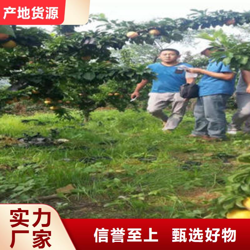 李子苗核桃苗来图定制