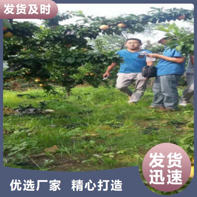 兴海板栗苗【李子苗】桃树苗支持加工定制
