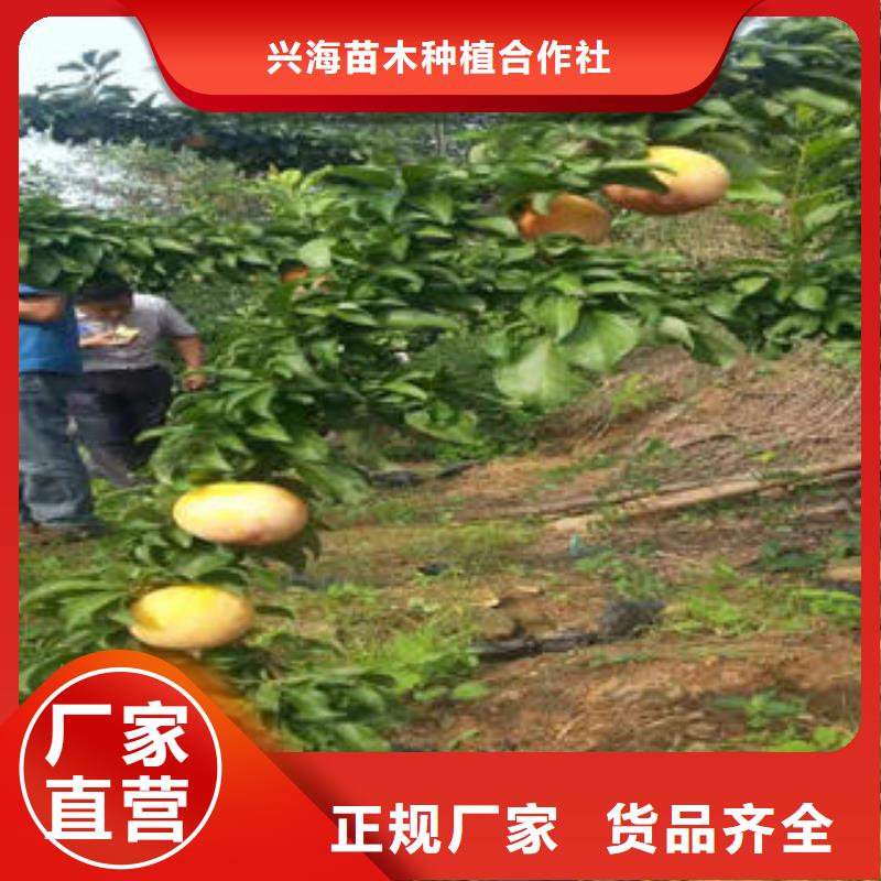 李子苗桃树苗打造行业品质