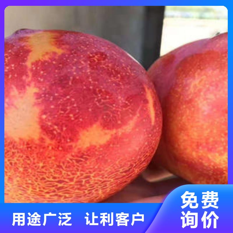 板栗苗视频-四川省雅安市|天全|汉源|阿坝|内江|资阳|德阳|成都|乐山|眉山板栗苗-兴海