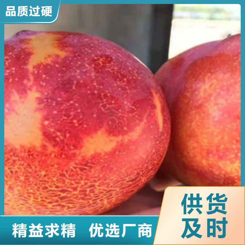 板栗苗视频-板栗苗_湖南省市场覆盖衡阳|永州|岳阳|湘潭|益阳|常德等