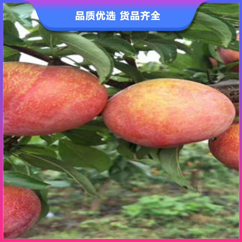 李子苗核桃苗来图定制