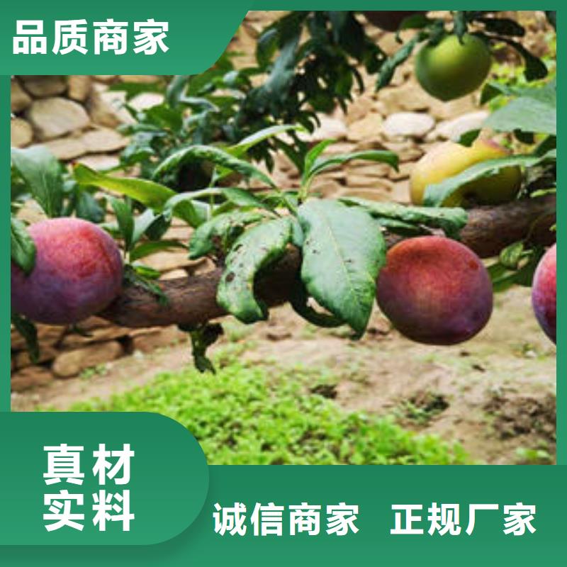 李子苗桃树苗打造行业品质