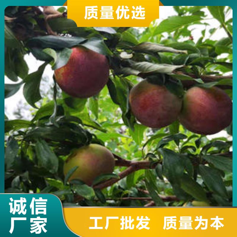 板栗苗视频-板栗苗_湖南省市场覆盖衡阳|永州|岳阳|湘潭|益阳|常德等