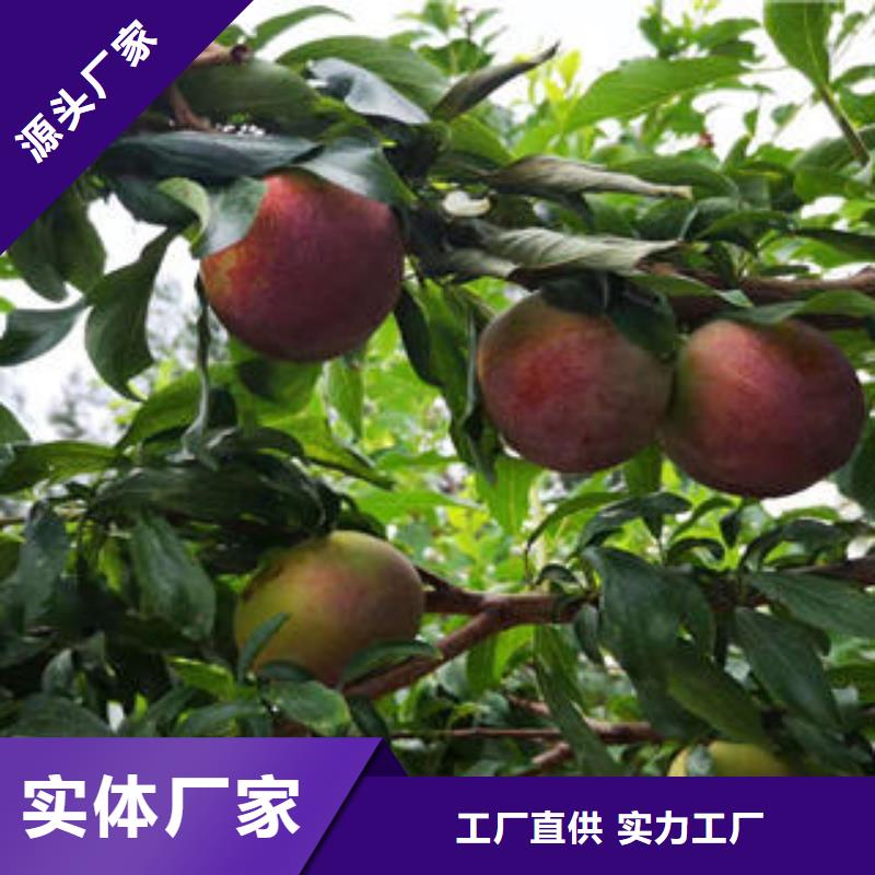 兴海板栗苗【李子苗】桃树苗支持加工定制