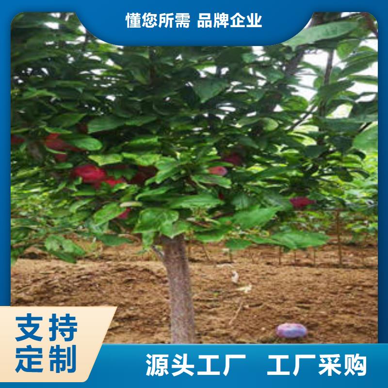 李子苗桃树苗打造行业品质