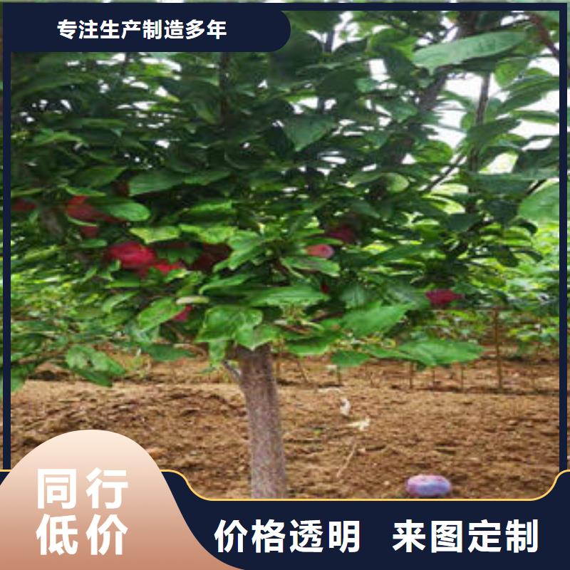 李子苗核桃苗来图定制