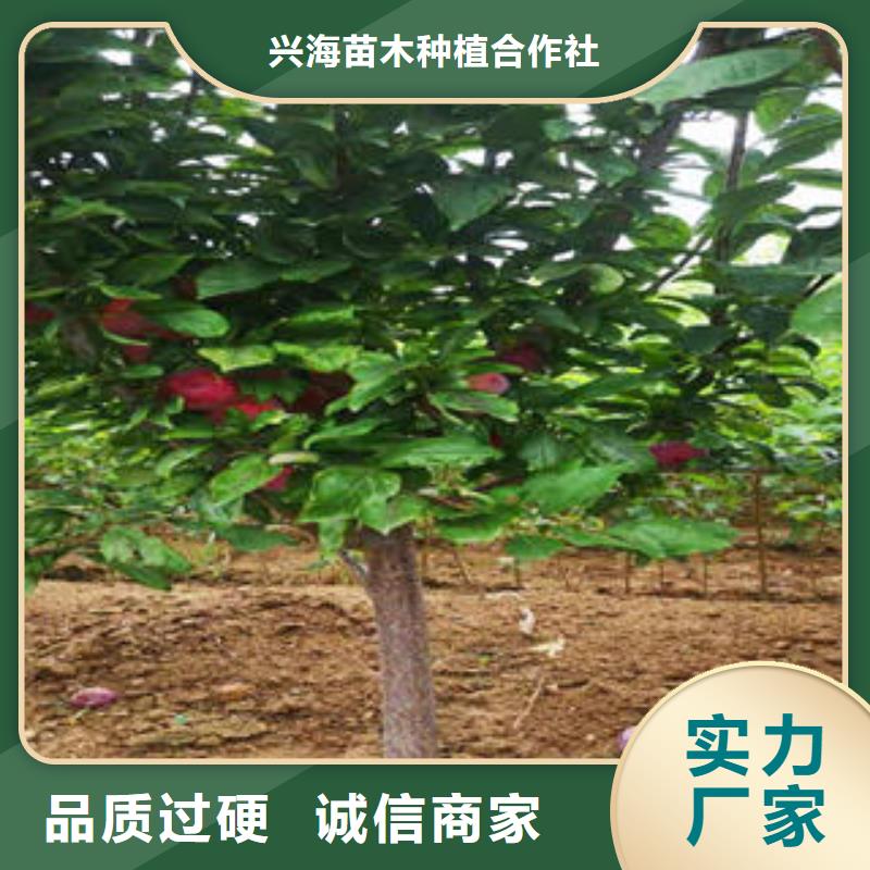 李子苗桃树苗可定制
