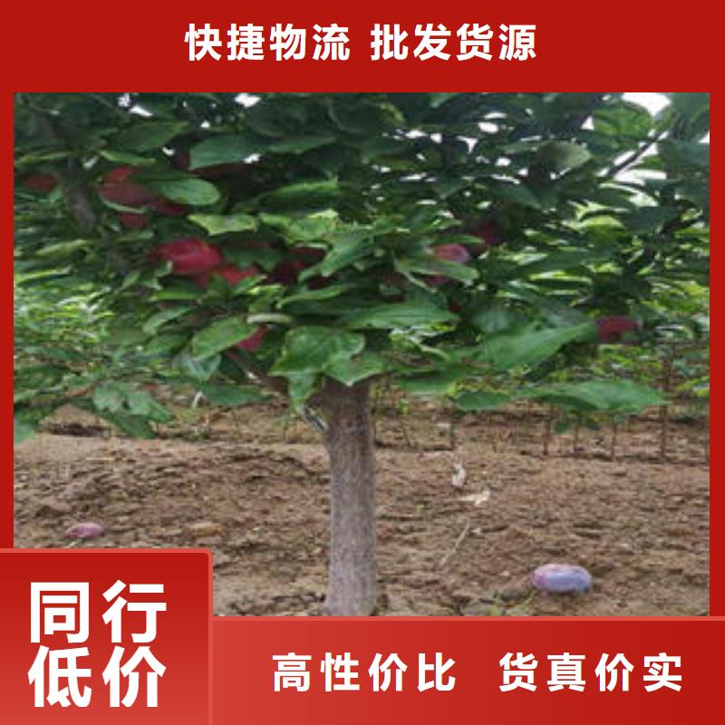 板栗苗视频-四川省雅安市|天全|汉源|阿坝|内江|资阳|德阳|成都|乐山|眉山板栗苗-兴海