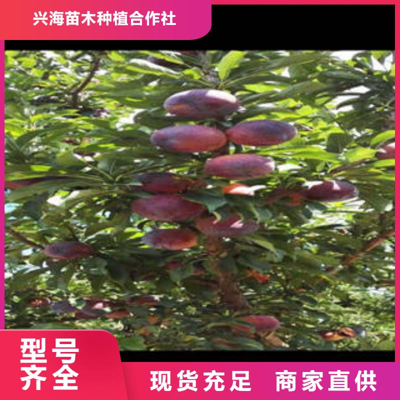 李子苗桃树苗打造行业品质