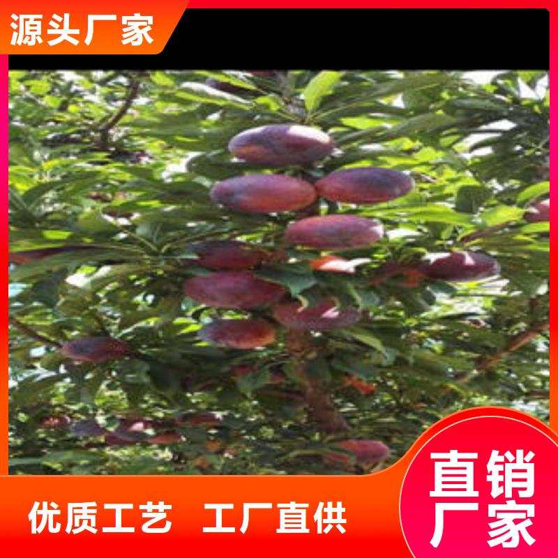 板栗苗视频-四川省雅安市|天全|汉源|阿坝|内江|资阳|德阳|成都|乐山|眉山板栗苗-兴海