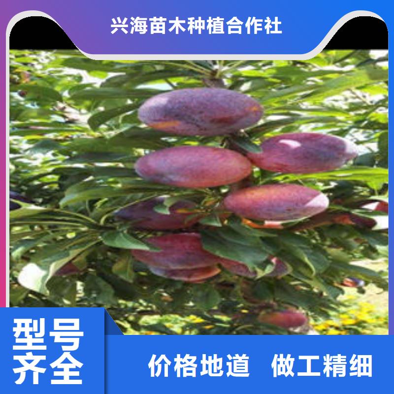 板栗苗视频-四川省雅安市|天全|汉源|阿坝|内江|资阳|德阳|成都|乐山|眉山板栗苗-兴海