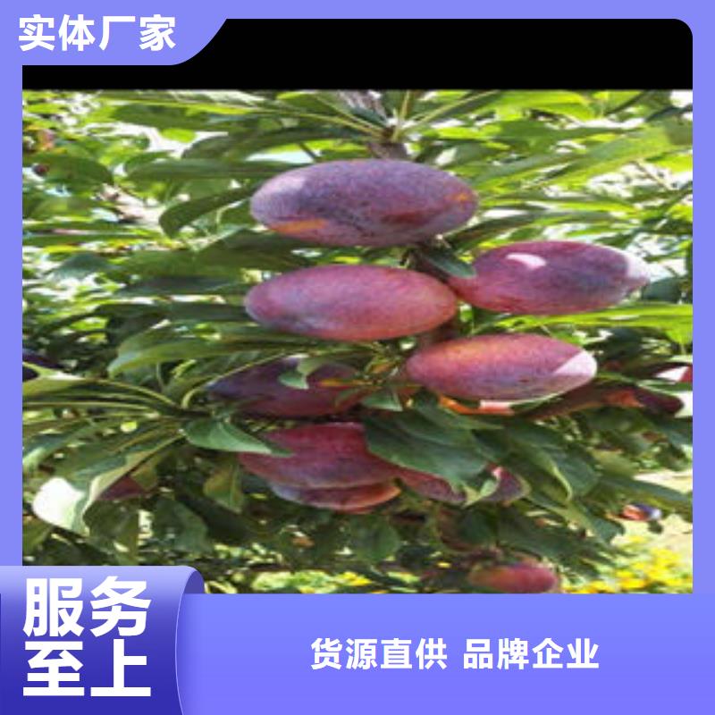 板栗苗视频-板栗苗_湖南省市场覆盖衡阳|永州|岳阳|湘潭|益阳|常德等