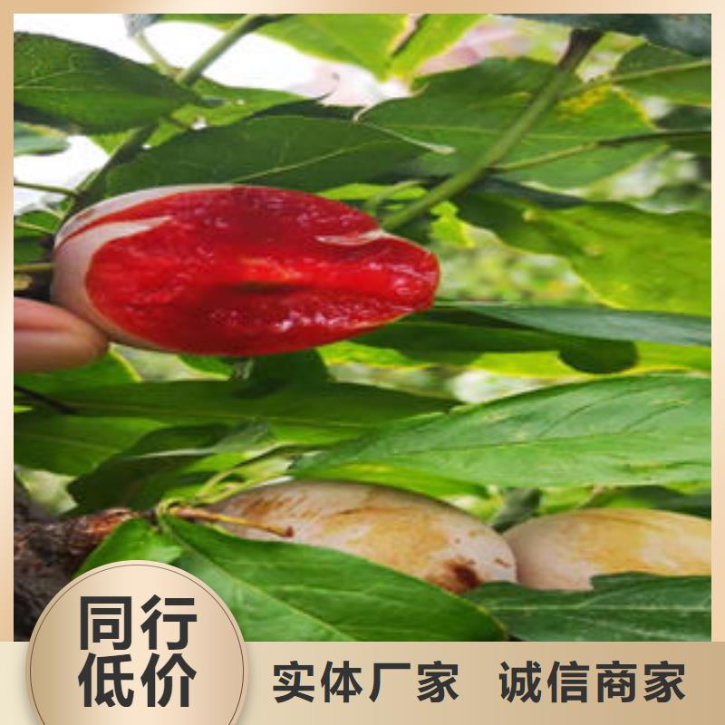 板栗苗视频-板栗苗_湖南省市场覆盖衡阳|永州|岳阳|湘潭|益阳|常德等