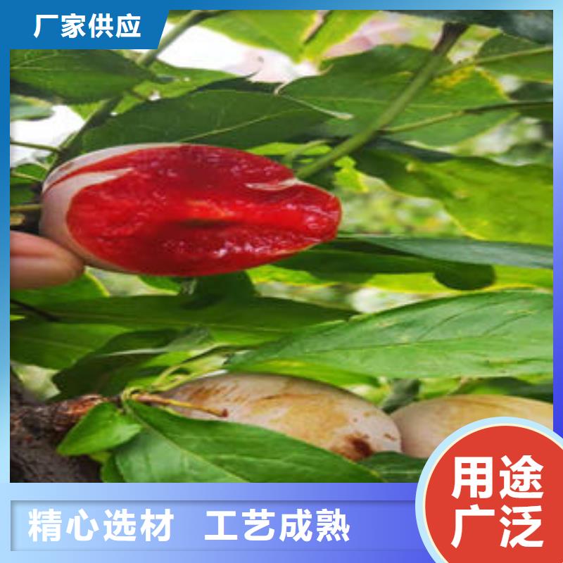 李子苗桃树苗打造行业品质