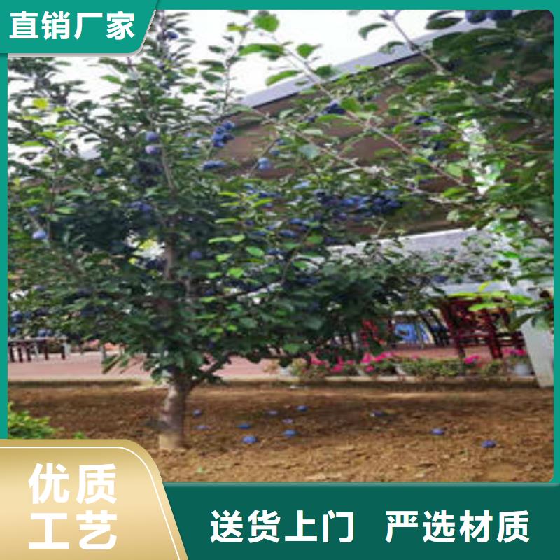 板栗苗视频-板栗苗_湖南省市场覆盖衡阳|永州|岳阳|湘潭|益阳|常德等