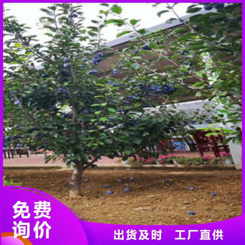 李子苗桃树苗可定制