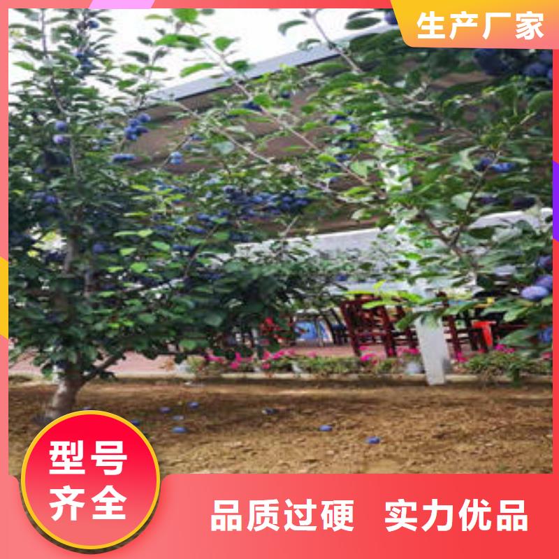 兴海板栗苗【李子苗】桃树苗支持加工定制