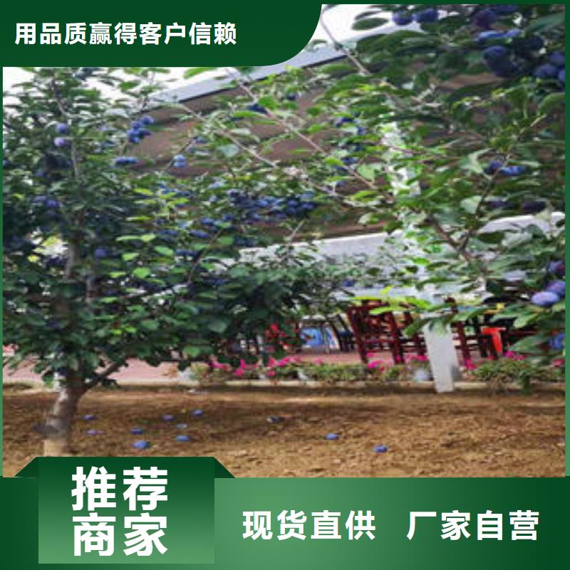 李子苗【山楂苗】库存量大