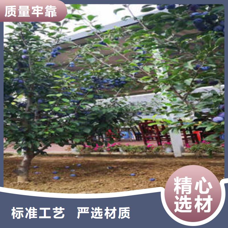 李子苗蓝莓苗认准大品牌厂家