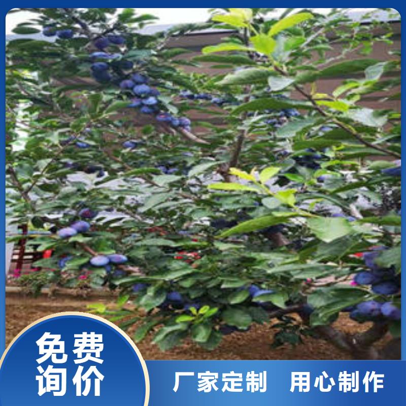 李子苗桃树苗可定制