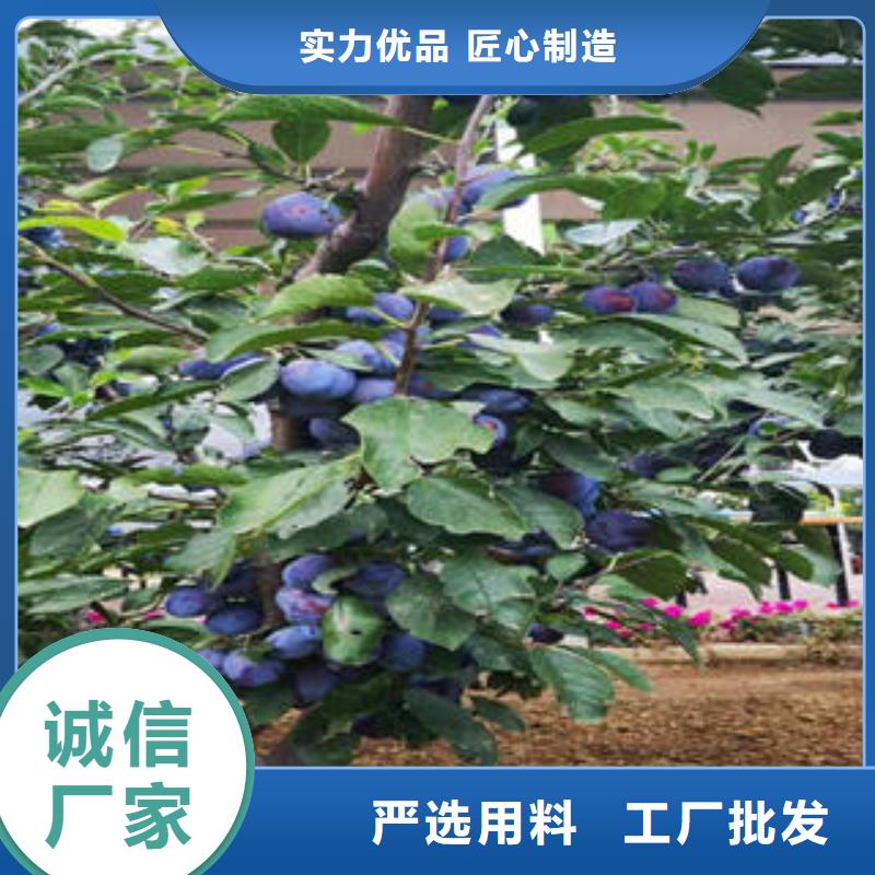 李子苗桃树苗可定制