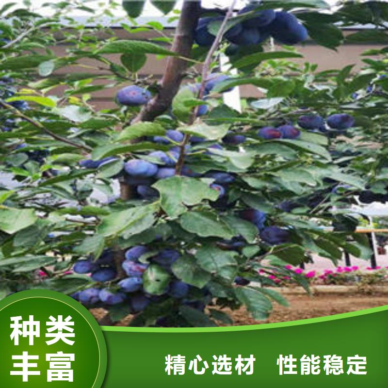 兴海板栗苗【李子苗】桃树苗支持加工定制