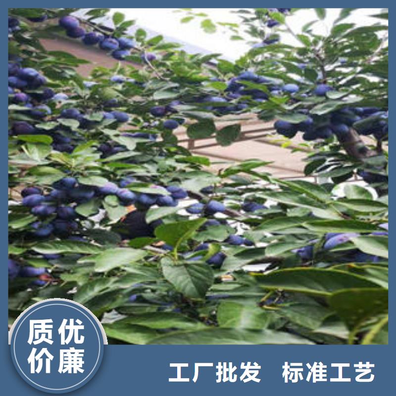 李子苗_核桃苗工厂价格