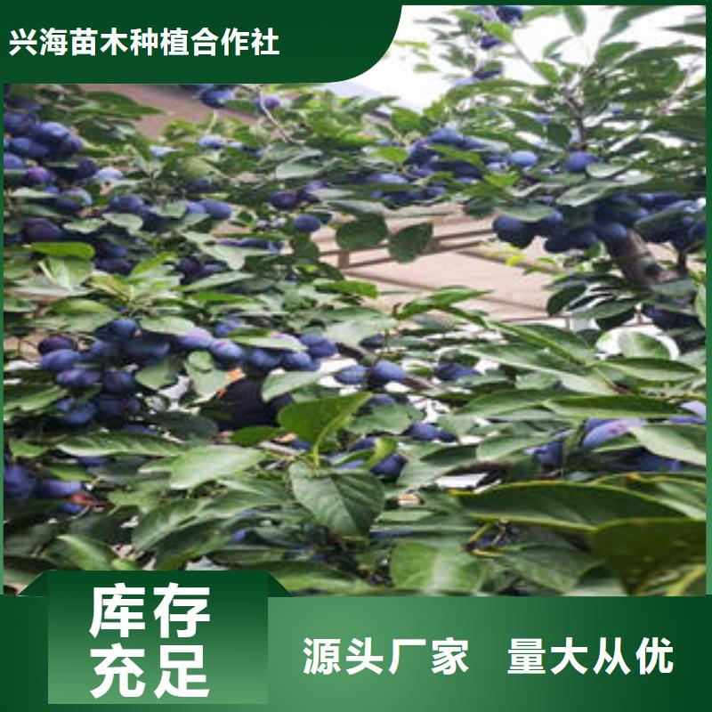 板栗苗视频-四川省雅安市|天全|汉源|阿坝|内江|资阳|德阳|成都|乐山|眉山板栗苗-兴海