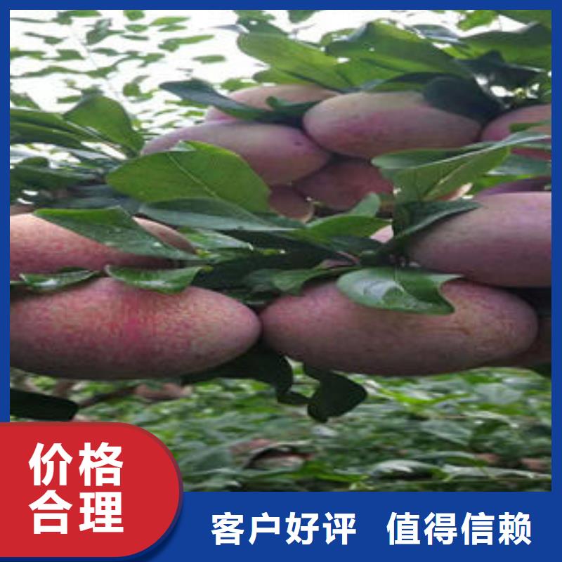 板栗苗视频-板栗苗_湖南省市场覆盖衡阳|永州|岳阳|湘潭|益阳|常德等