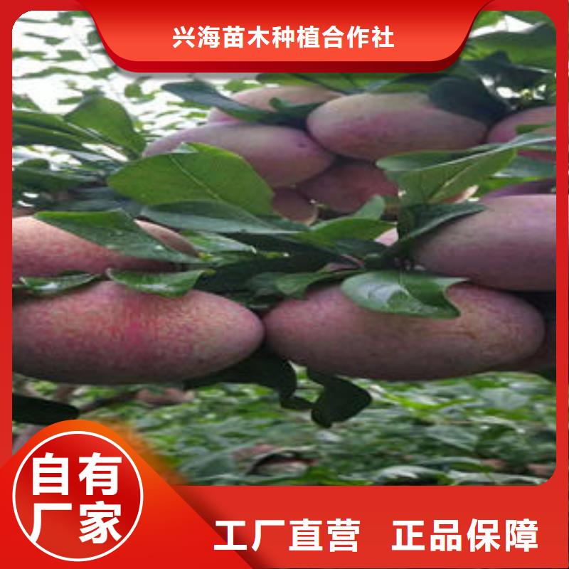 板栗苗视频-四川省雅安市|天全|汉源|阿坝|内江|资阳|德阳|成都|乐山|眉山板栗苗-兴海