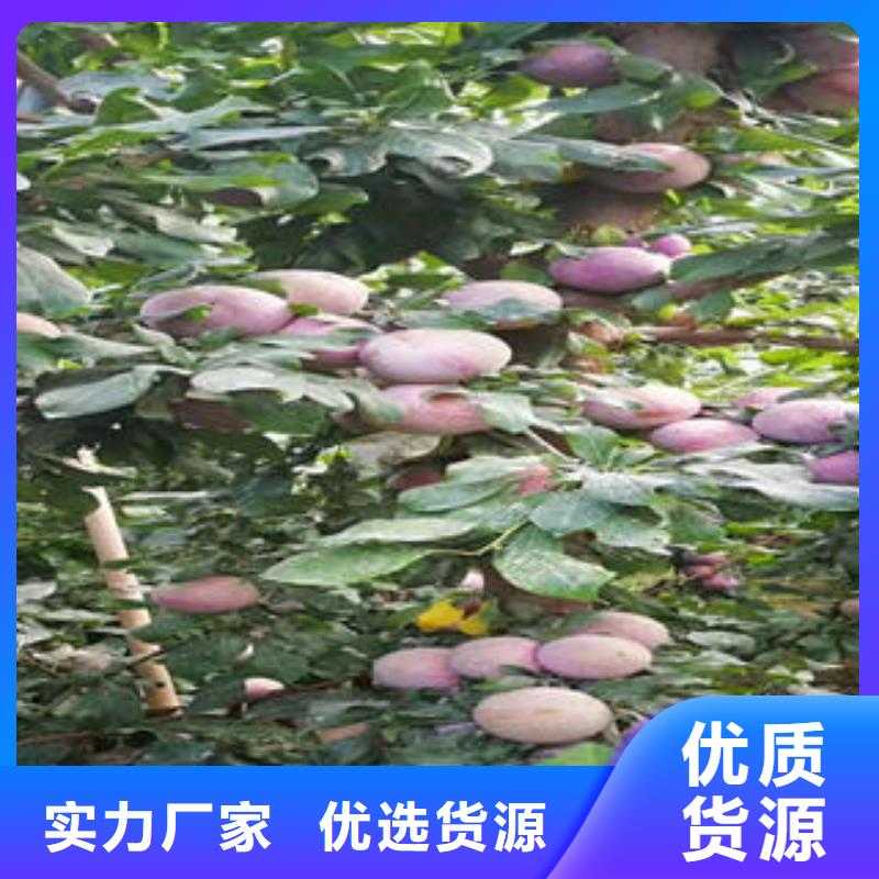 板栗苗视频-板栗苗_湖南省市场覆盖衡阳|永州|岳阳|湘潭|益阳|常德等