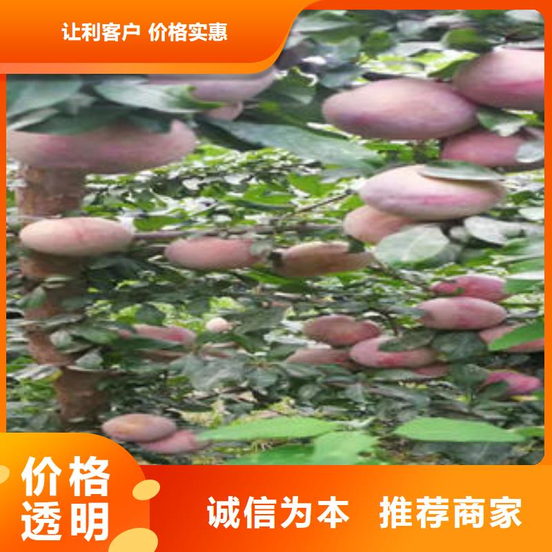 板栗苗视频-板栗苗_湖南省市场覆盖衡阳|永州|岳阳|湘潭|益阳|常德等