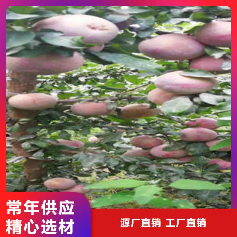 兴海板栗苗【李子苗】桃树苗支持加工定制