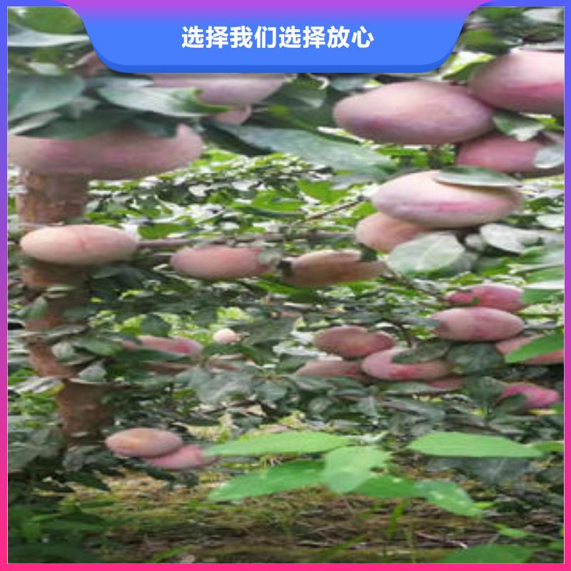李子苗_核桃苗工厂价格