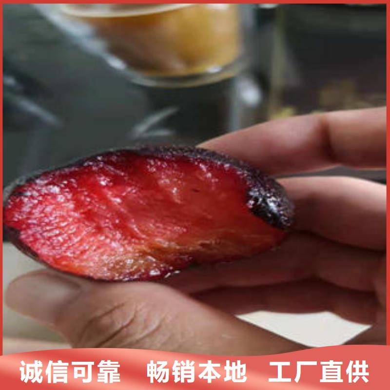 板栗苗视频-板栗苗_湖南省市场覆盖衡阳|永州|岳阳|湘潭|益阳|常德等