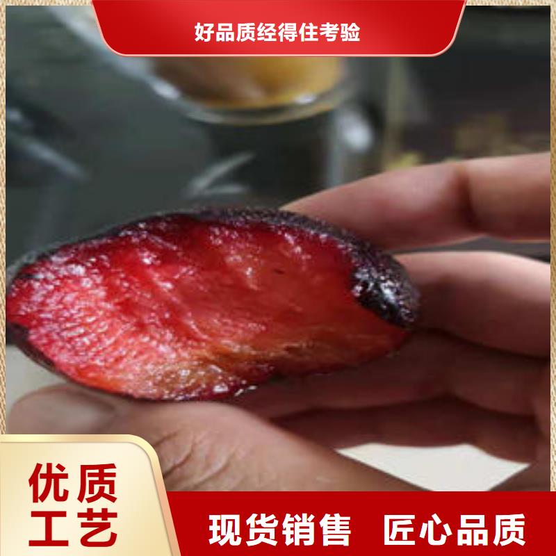 李子苗【山楂苗】库存量大