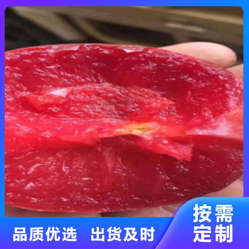 板栗苗视频-板栗苗_湖南省市场覆盖衡阳|永州|岳阳|湘潭|益阳|常德等