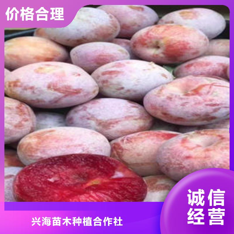 兴海板栗苗【李子苗】桃树苗支持加工定制