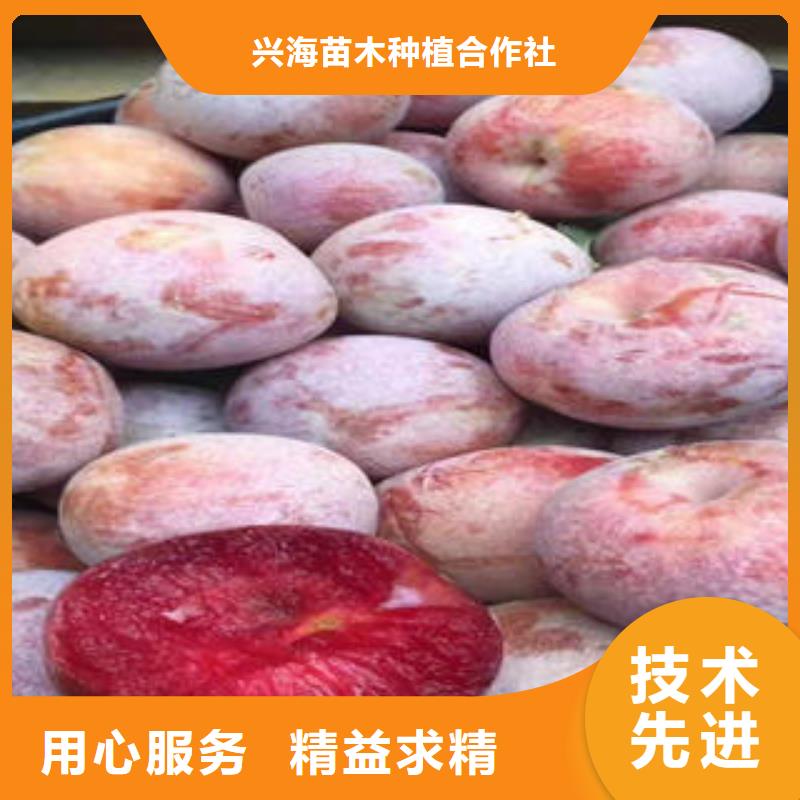 李子苗【山楂苗】库存量大