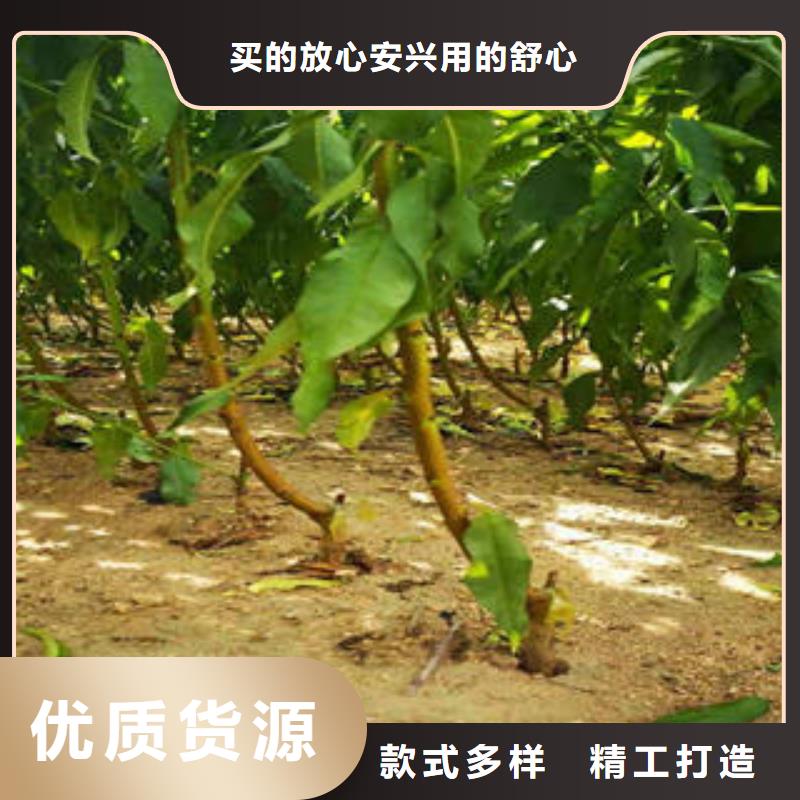 李子苗桃树苗可定制