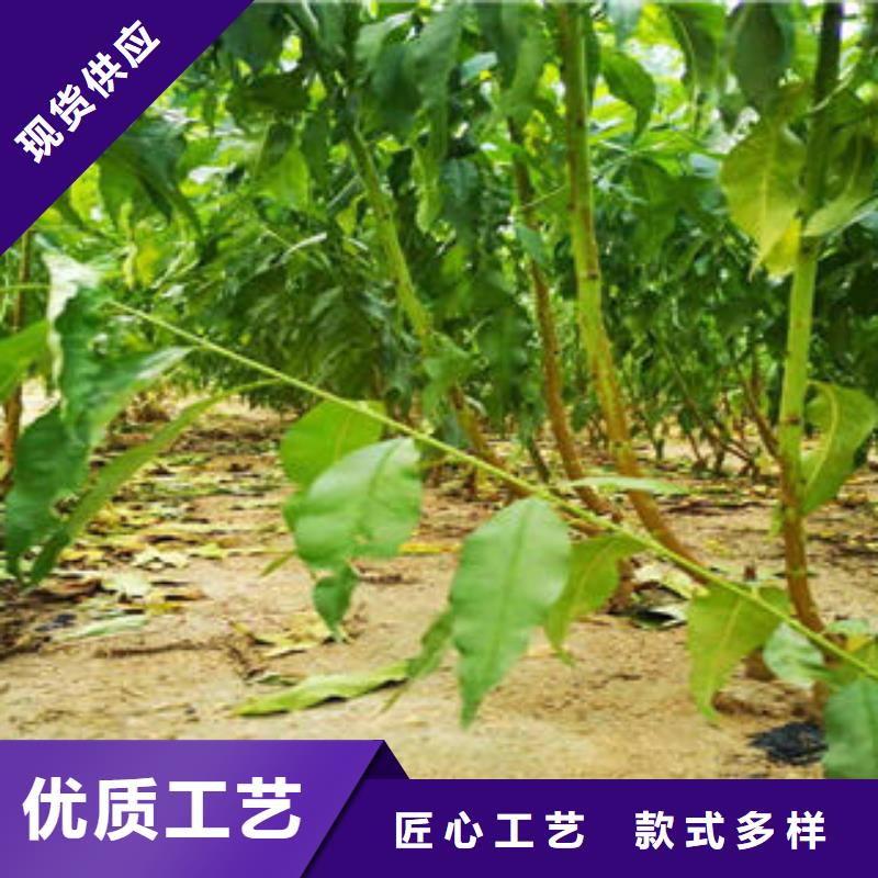 李子苗蓝莓苗认准大品牌厂家