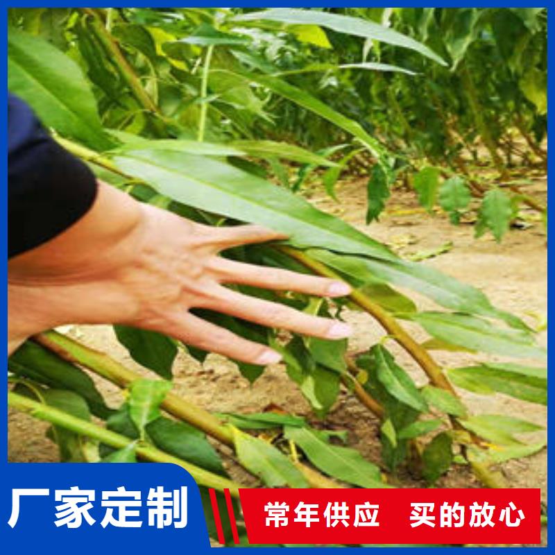 李子苗蓝莓苗认准大品牌厂家
