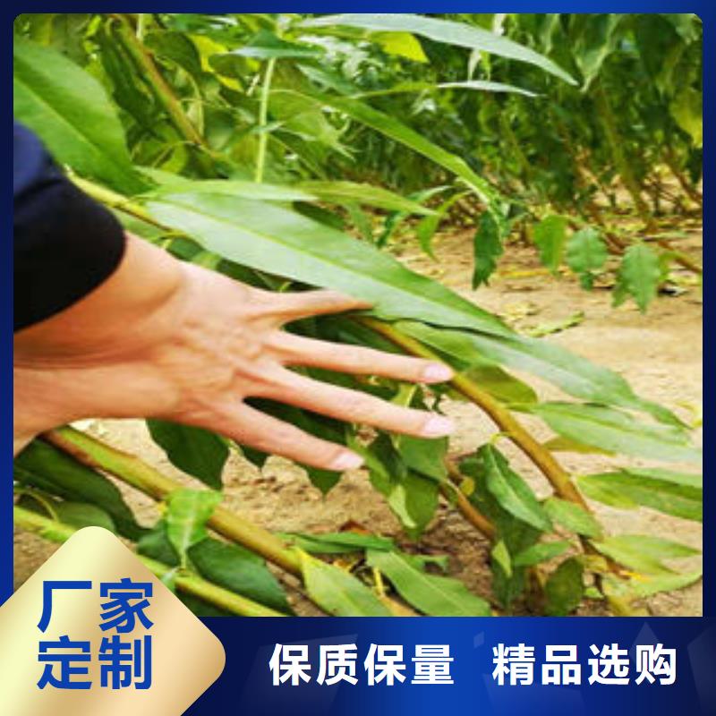 李子苗_核桃苗工厂价格
