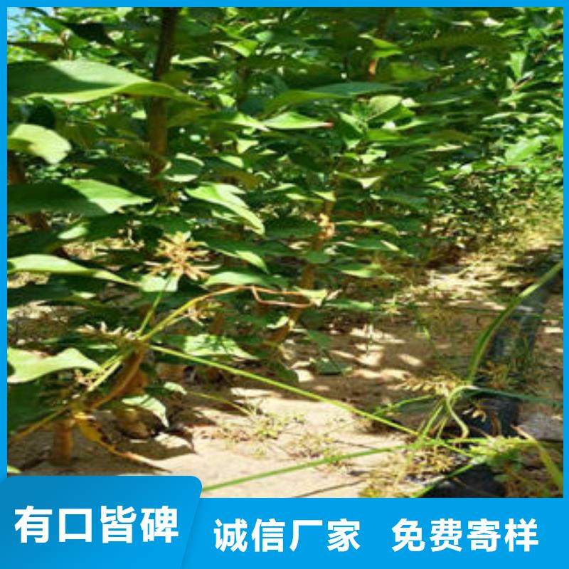 李子苗_核桃苗工厂价格