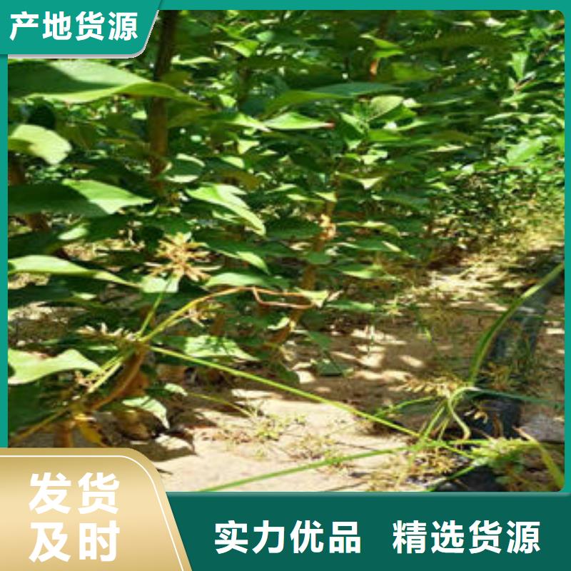 板栗苗视频-板栗苗_湖南省市场覆盖衡阳|永州|岳阳|湘潭|益阳|常德等