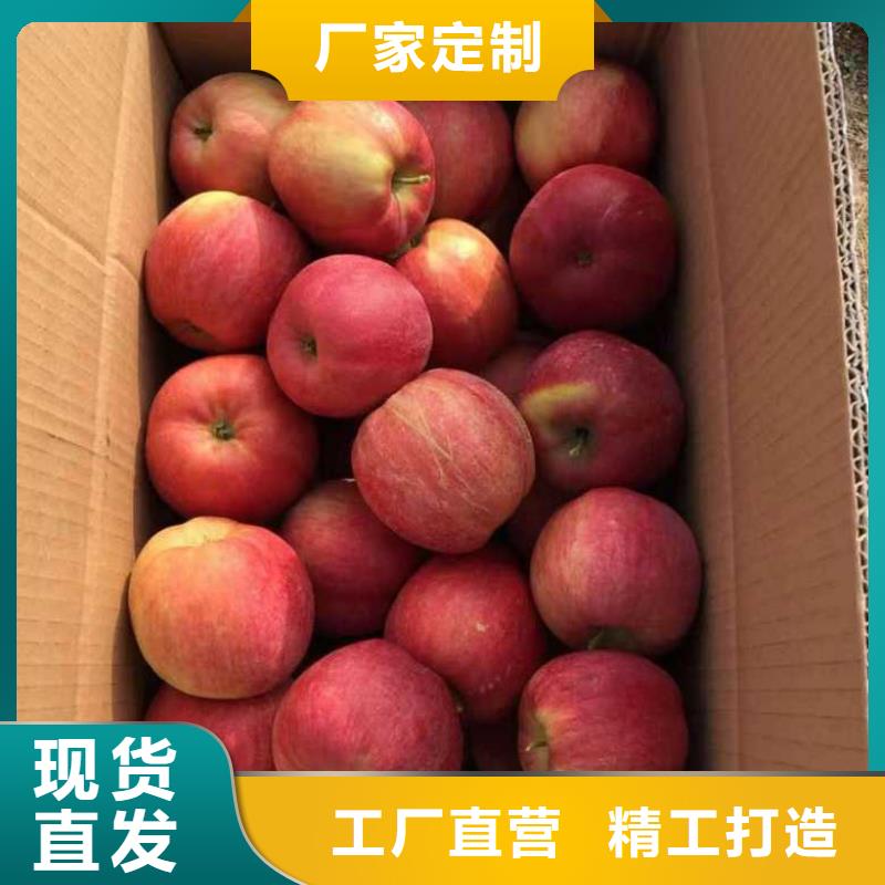【 苹果苗-蓝莓苗质量安心】|金明|兰考|新乡|鹤壁|平顶山|三门峡|商丘生产厂家